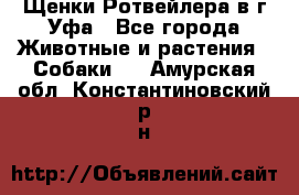 Щенки Ротвейлера в г.Уфа - Все города Животные и растения » Собаки   . Амурская обл.,Константиновский р-н